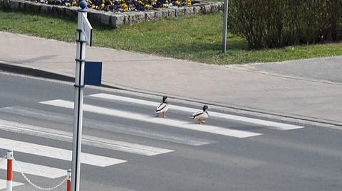 Kaczki na przejściu w Ostrowie Wielkopolskim