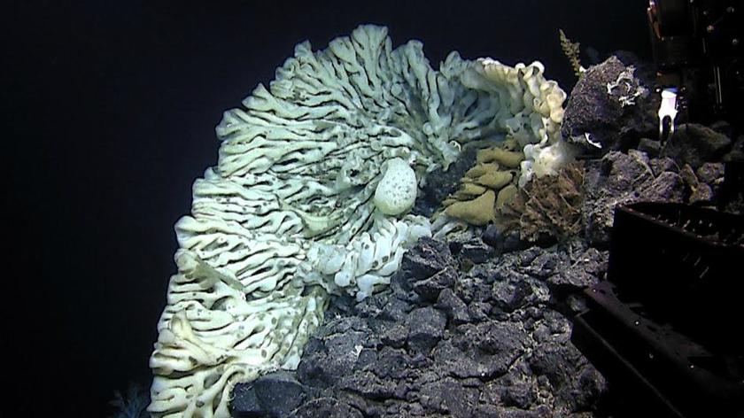 Największa gąbka na świecie odkryta w wodach Hawajów
