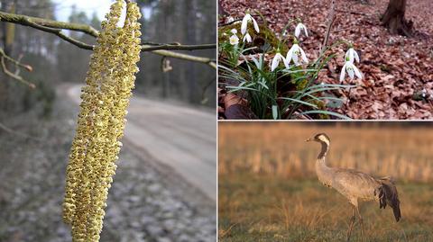 Natura zaczyna budzić się do życia