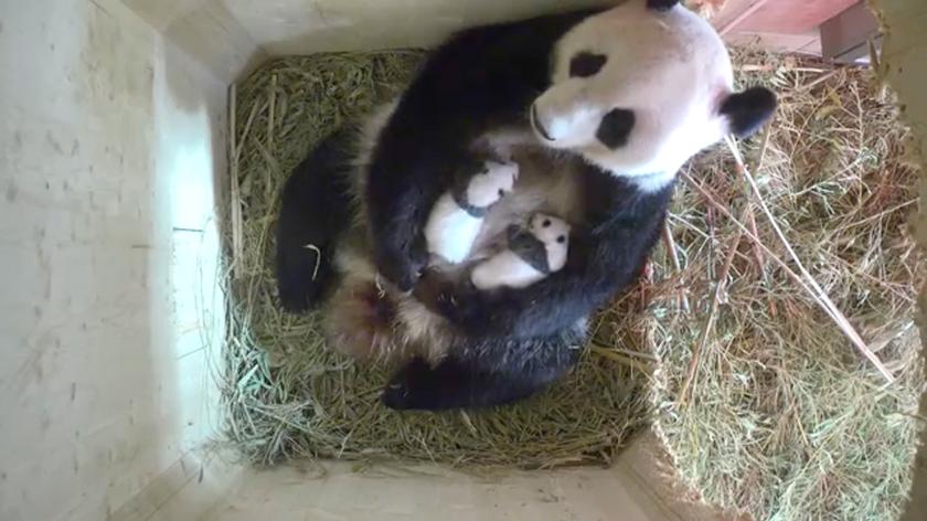 Małe pandy z zoo w Wiedniu to samiec i samiczka