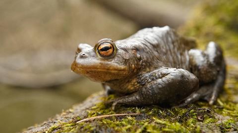 Kikutnik pstry wykluł się pierwszy raz w niewoli