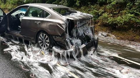 Węgorze na autostradzie w Oregonie 