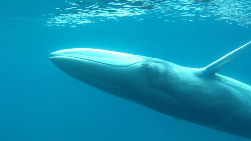 Pierwsze zdjęcia żywego wieloryba Omura