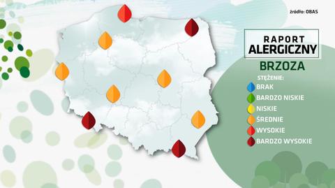 Raport alergiczny. Brzoza wciąż uciążliwa