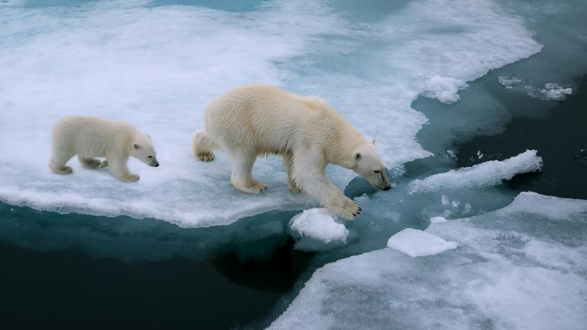 Niedźwiedzie polarne 