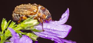 Chrabąszcz majowy (Melolontha melolontha) – gatunek chrząszcza z rodziny żukowatych. Bardzo podobny do chrabąszcza kasztanowego. Loty odbywa wieczorami w maju, czerwcu, a czasami na początku lipca, w dzień przebywa na drzewach liściastych.