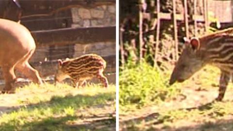 Młody tapir w krakowskim zoo/TVN24