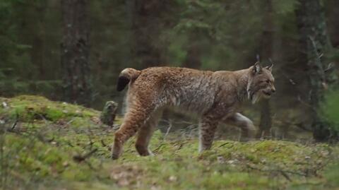 Spotkanie z rysiem w Białowieży