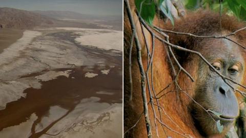 Zagrożone gatunki: orangutany - magazyn TVN Meteo (materiał archiwalny)