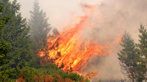 Pożary lasów zabiły już trzy osoby. Robi się niebezpiecznie 