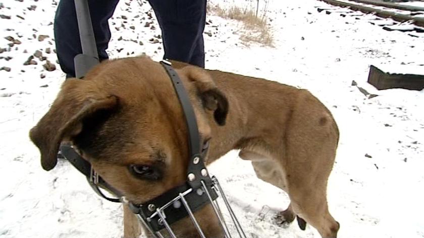 Pies uratowany ze studzienki (TVN24)