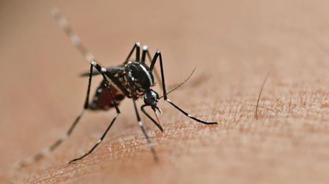 Komary to bardzo uciążliwe oowady (TVN24)