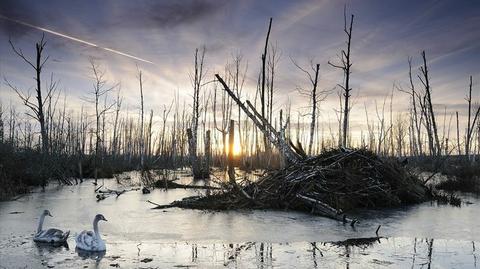 Zdjęcia wyróżnione w konkursie fotograficznym "Lasy w obiektywach leśników"