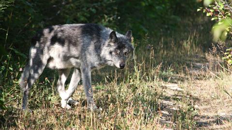 Wilki podlegają ochronie, i nie wolno ich przetrzymywać