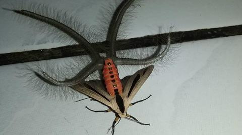 Creatonotos gangis