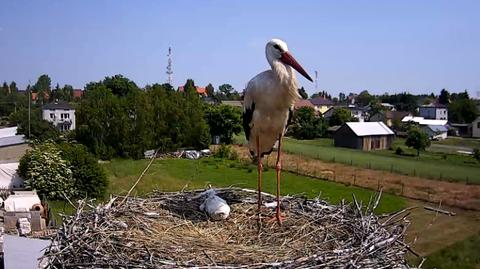 Internauci uratowali bocianie pisklę