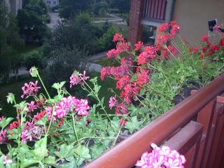 kwiatki balkonowe