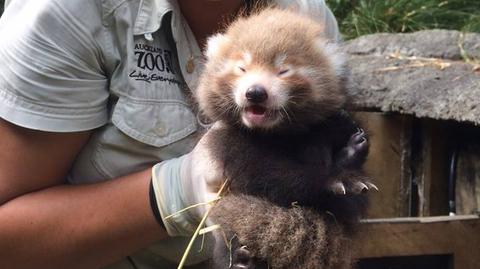 W Auckland Zoo na świat przyszły czerwone pandy