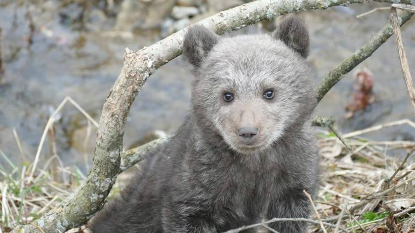 Leśnicy z Cisnej uratowali samotnego niedźwiadka
