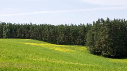 Prognoza dla alergików