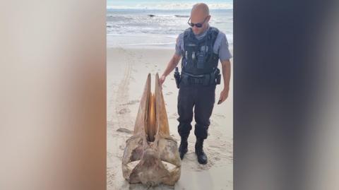 Fragment zwierzęcego szkieletu znaleziony na plaży w New Jersey (wideo bez dźwięku)