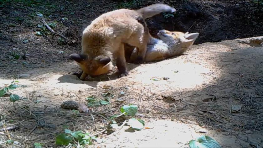 Igraszki szczenią lisa rudego