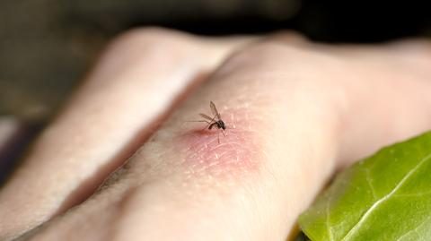 Rozwój komarów i kleszczy zależy od sytuacji w pogodzie