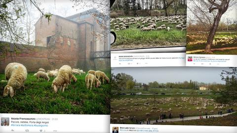 Owce zatrudnione do koszenia trawy
