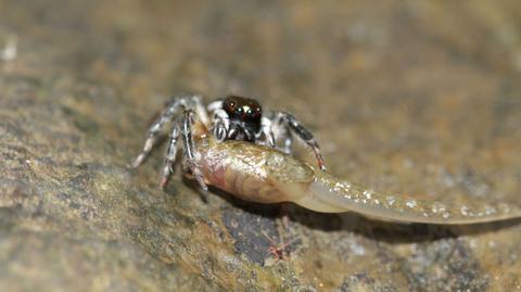 Pająk z gatunku Salticidae