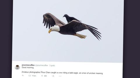 Wrona wylądowała na lecącym orle