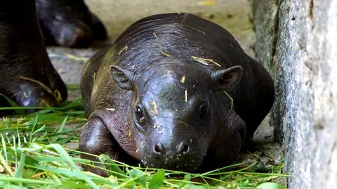 W zoo we Wrocławiu urodził się hipopotam karłowaty