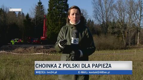 Choinka z Polski dla papieża