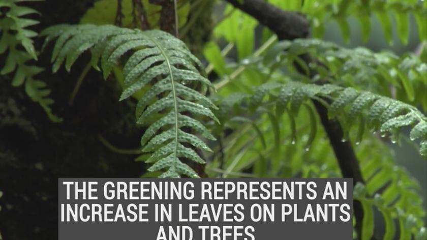 CO2 w atmosferze napędza wzrost roślinności na planecie