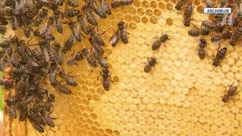 Coraz mniej pszczół w Polsce (Archiwum TVN24)