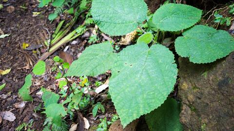 Dendrocnide moroides to "jadowita" roślina