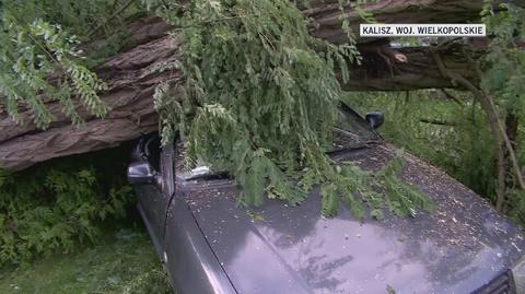 Drzewo upadło na samochód w Kaliszu 