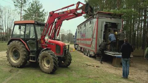 Dwa młode żubry wyjechały do Czech