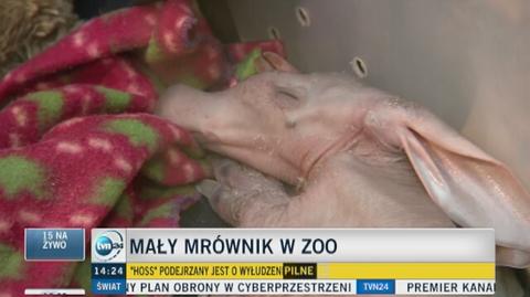 Dyrektor wrocławskiego zoo o małym mrówniku