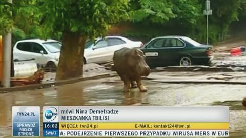Dzikie zwierzęta na ulicach Tbilisi
