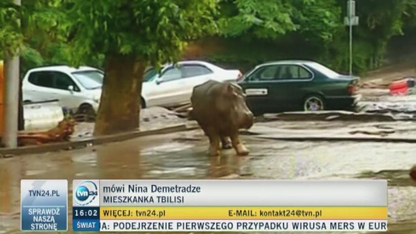 Dzikie zwierzęta na ulicach Tbilisi