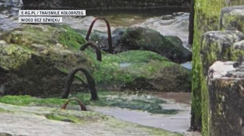 Foka na plaży w Kołobrzegu