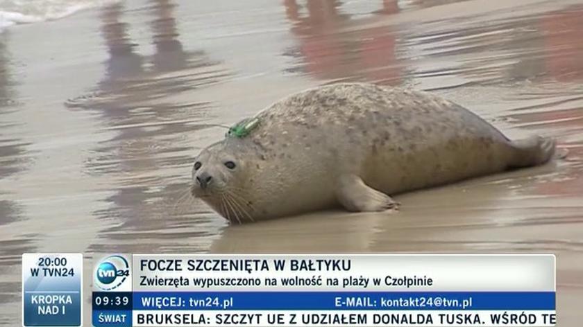 Helskie foki na wolności (TVN24)