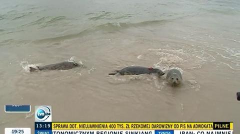 Helskie foki popłynęły w świat (TVN24)