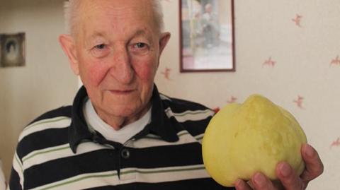 Jabłko-gigant w dolnośląskim sadzie. Waży prawie kilogram