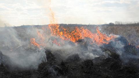 Katarzyna Karpa-Świderek z WWF Polska o zmianach klimatycznych