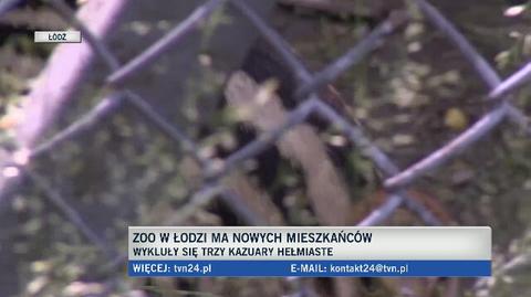 Kazuary w łódzkim zoo