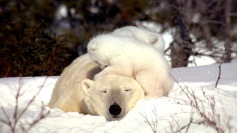 "Knut i przyjaciele"