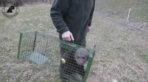 Leśnicy z Cisnej uratowali samotnego niedźwiadka