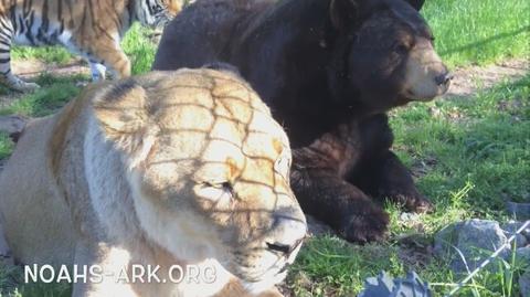Lew, tygrys i niedźwiedź przyjaźnią się od 15 lat