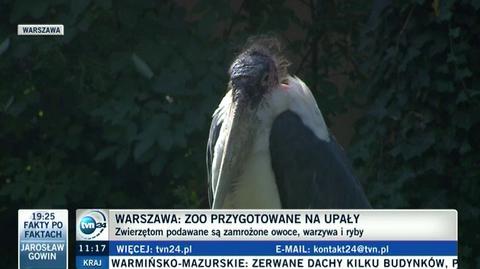 Lodowa dieta i chłodzenie wodą sposobem na upały w zoo